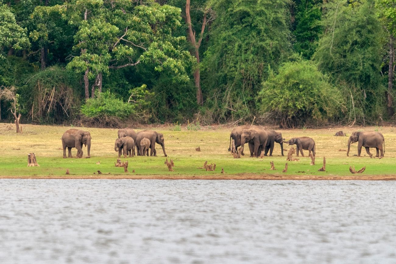 A huge number of Elephants on the banks of Kabini River