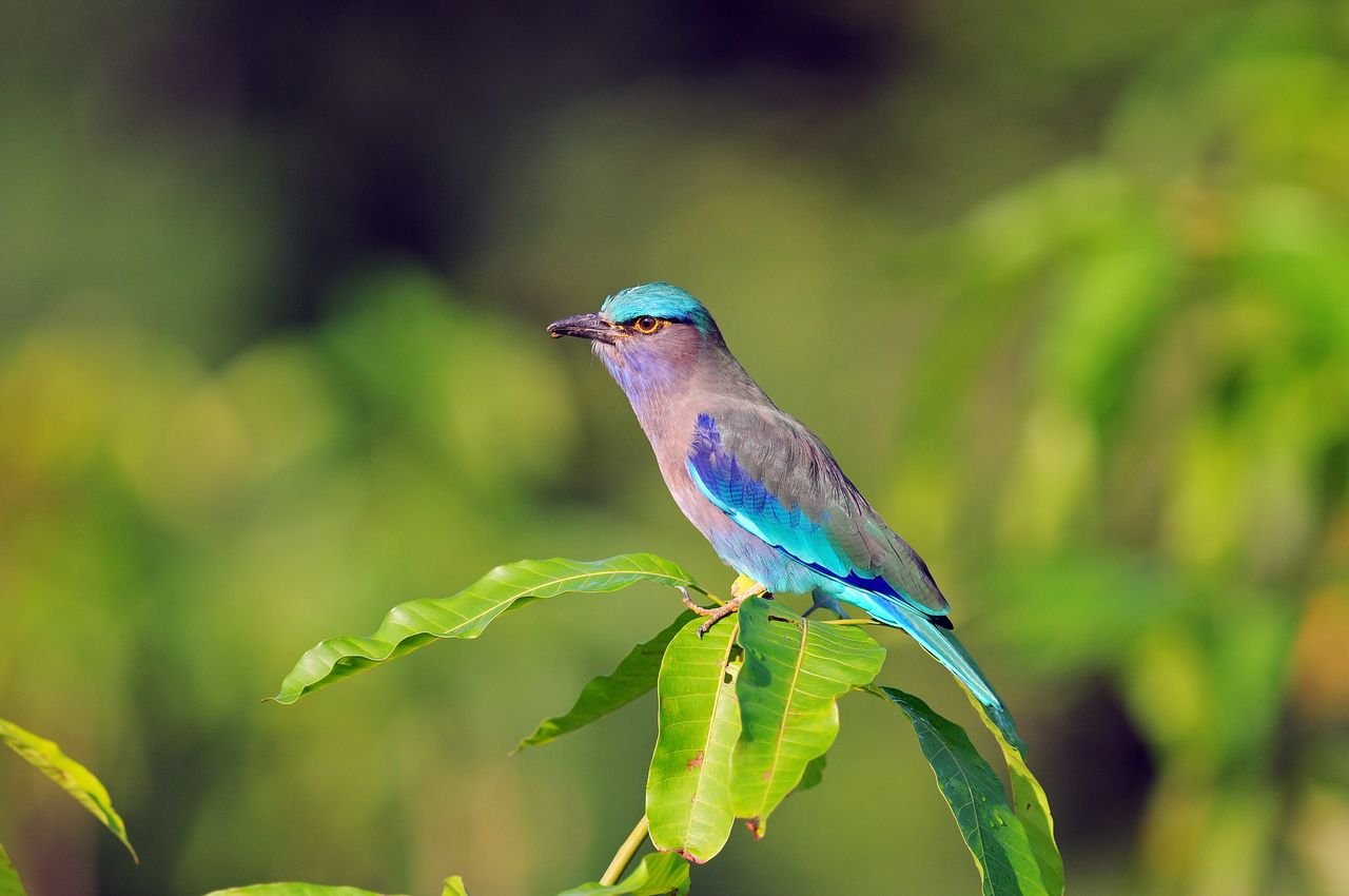 Indian roller in kabini national park