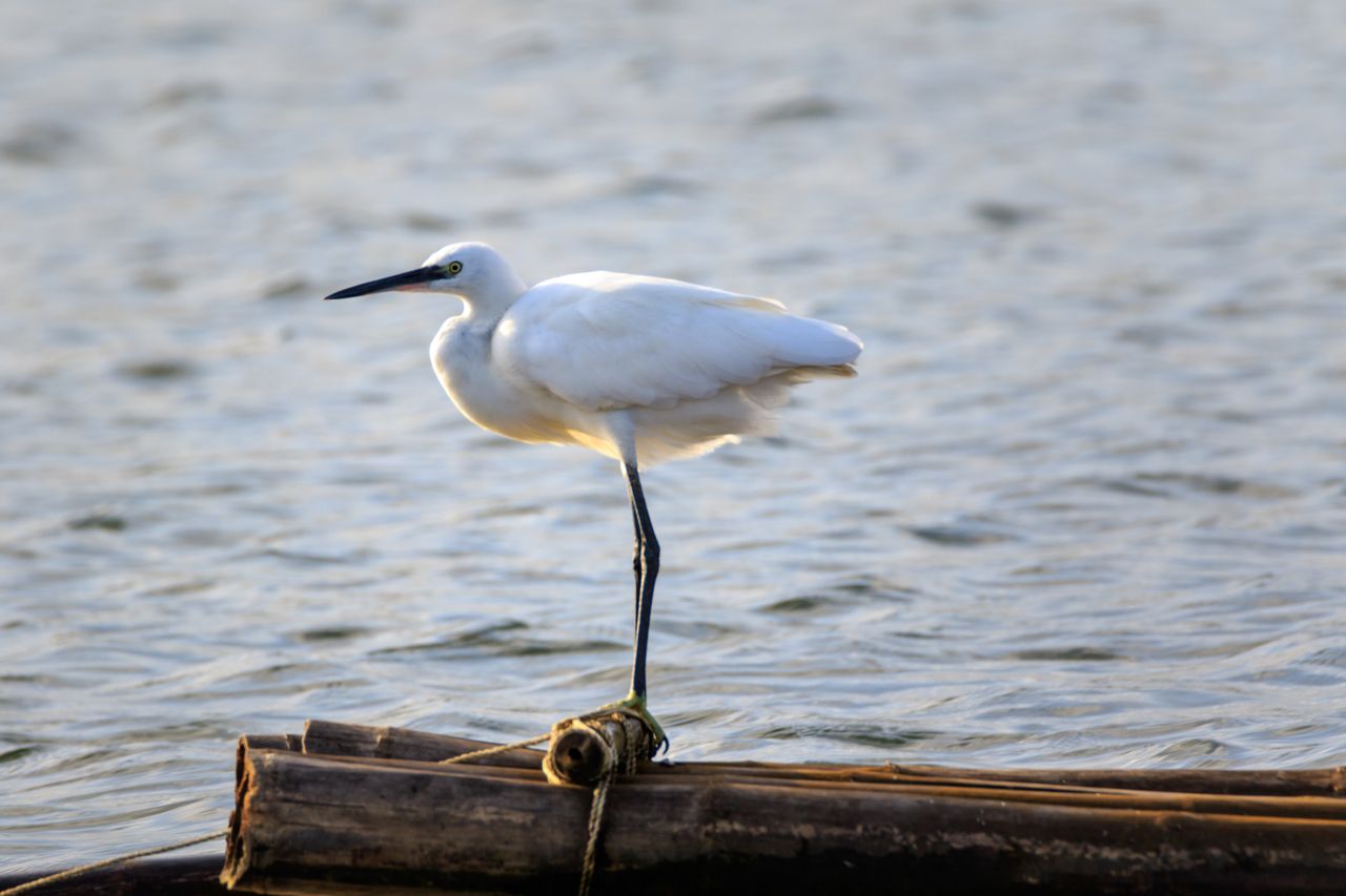 Little Egret Parambikulam Lake