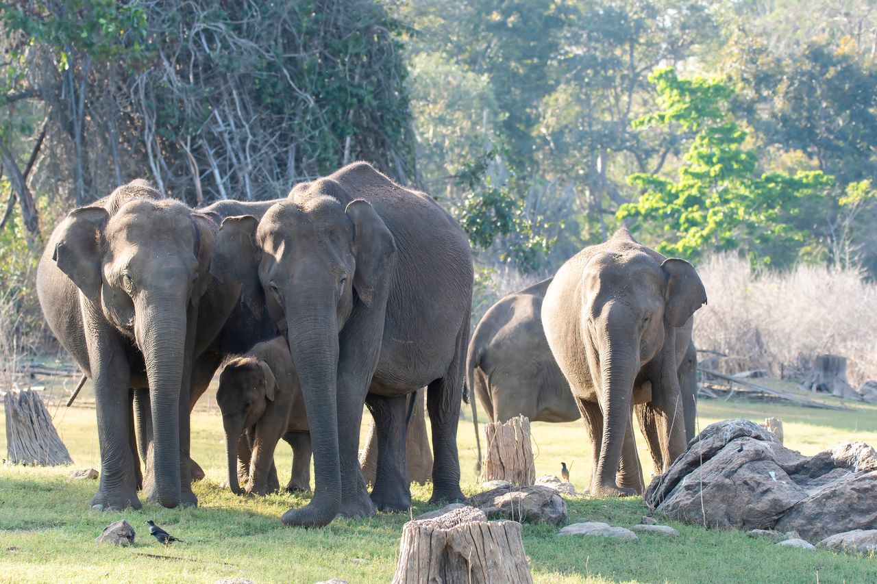 the family of elephants in the national park of Nagarhole