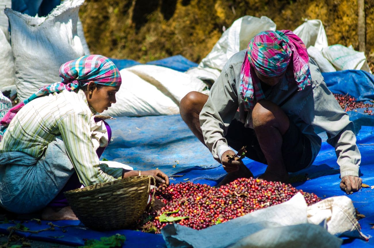 the Coffee Beans in kerala