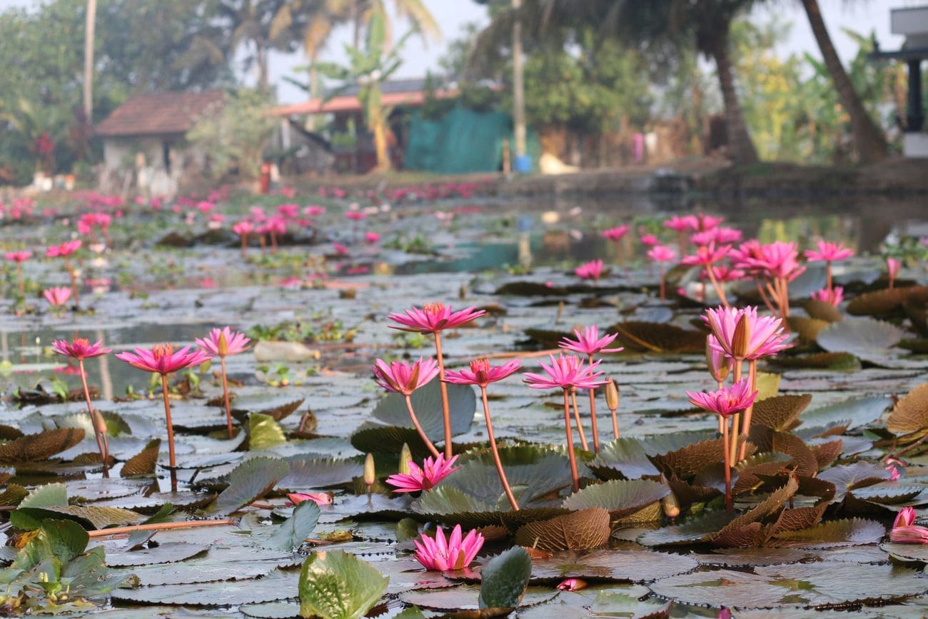 Pink Water Lily Flowers