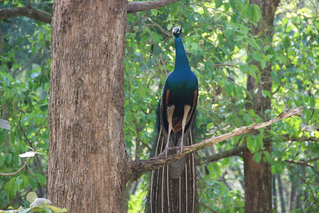wild peacock Parambikkulam Tiger Reserve