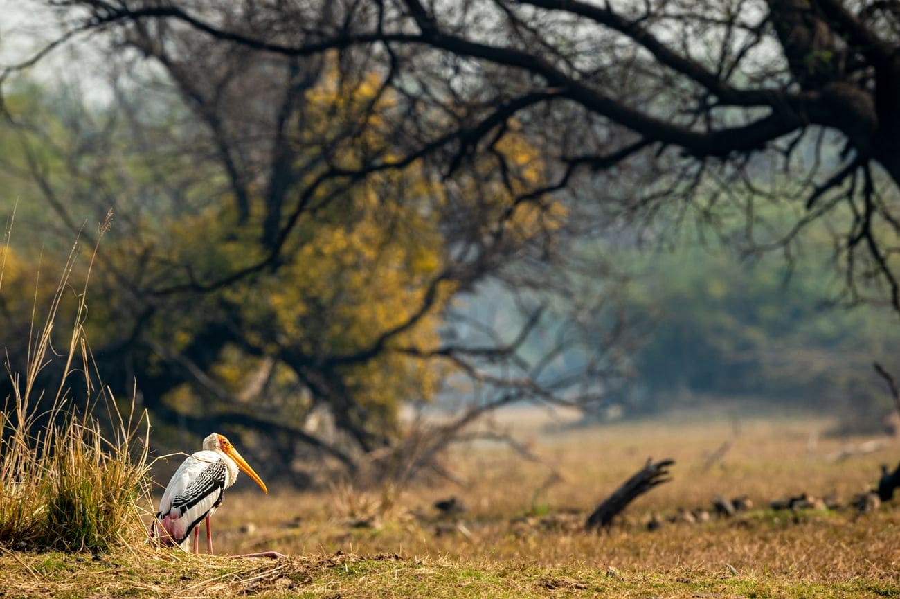 scenic Keoladeo Ghana National Park in Bharatpur,