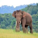 Asian Elephant at parambikulam tiger reserve