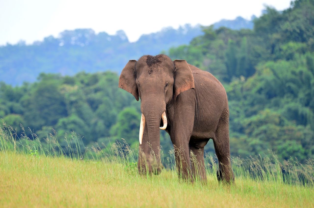 Asian Elephant at parambikulam tiger reserve