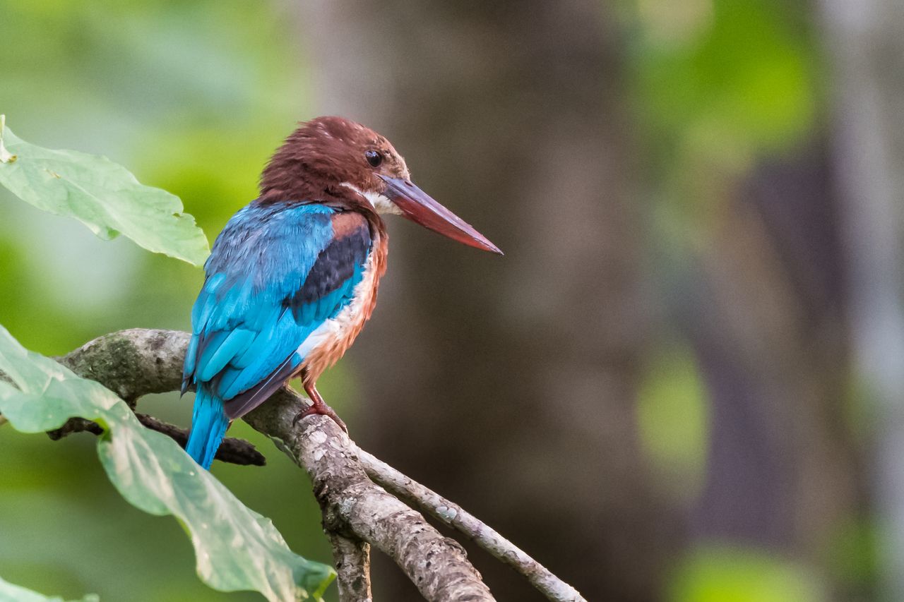 Kingfisher the Kabini forest