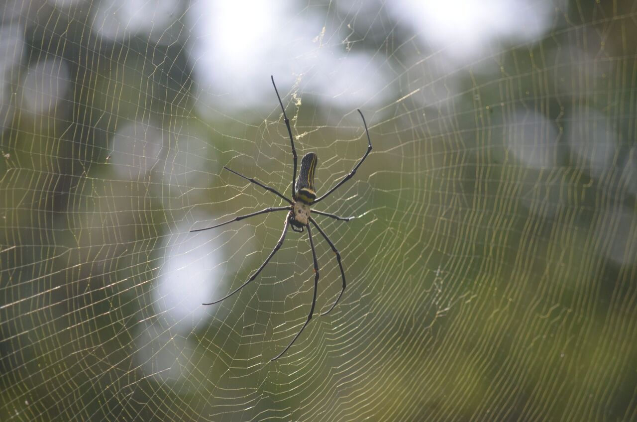 web in the Anamalai tiger reserve