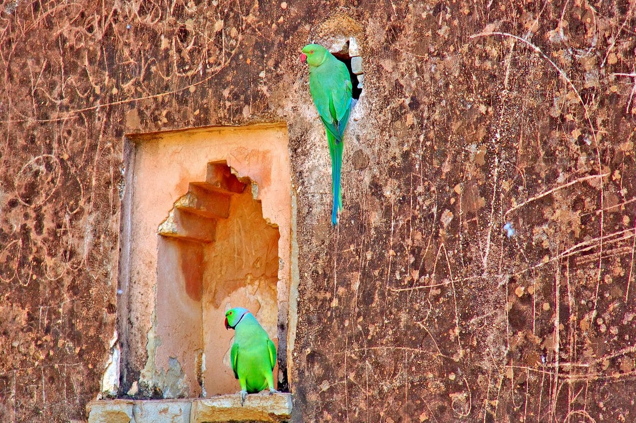 the walls of the citadel in Chittorgarh,