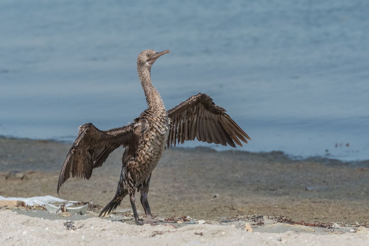 Socotra kabini river