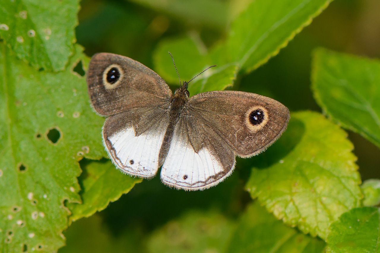 bushbrown Buttefly in Chinnar Wildlife Sanctuary