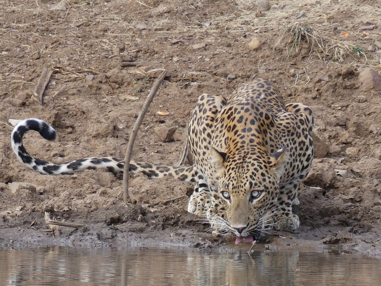 the Ranthambhore National Tiger