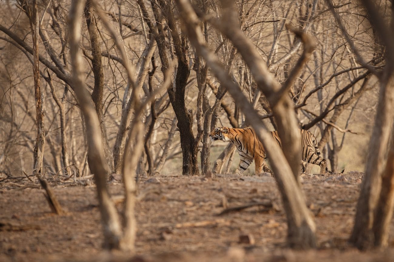 Royal Bengal Tiger in ranthambore national park