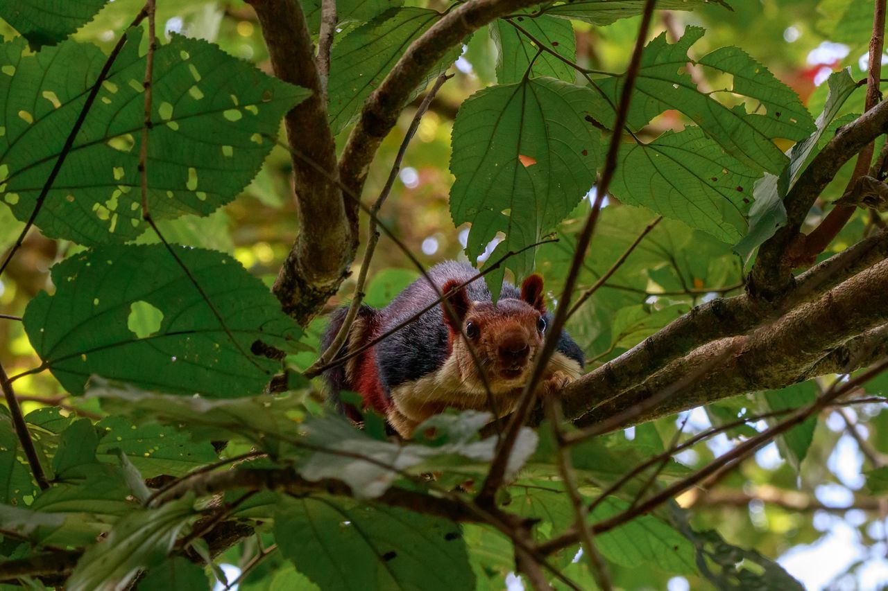 Giant Squirrel Parambikulam park