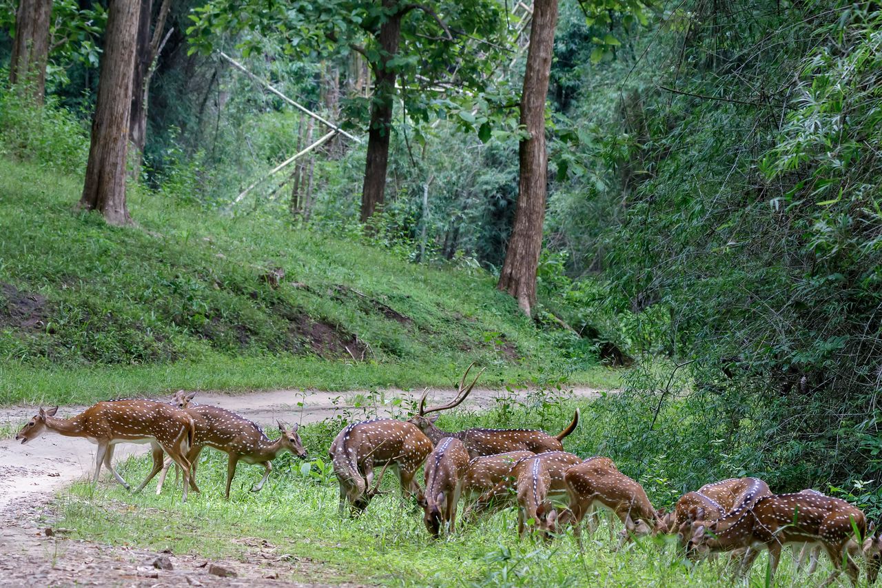 A heard of spotted deer in the Parambikulam Tiger Reserve