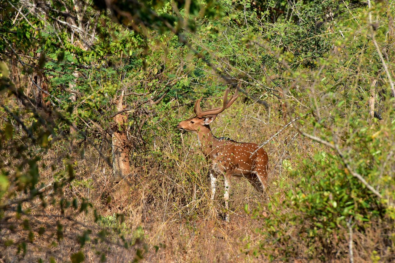 deer Chinnar Wildlife Sanctuary
