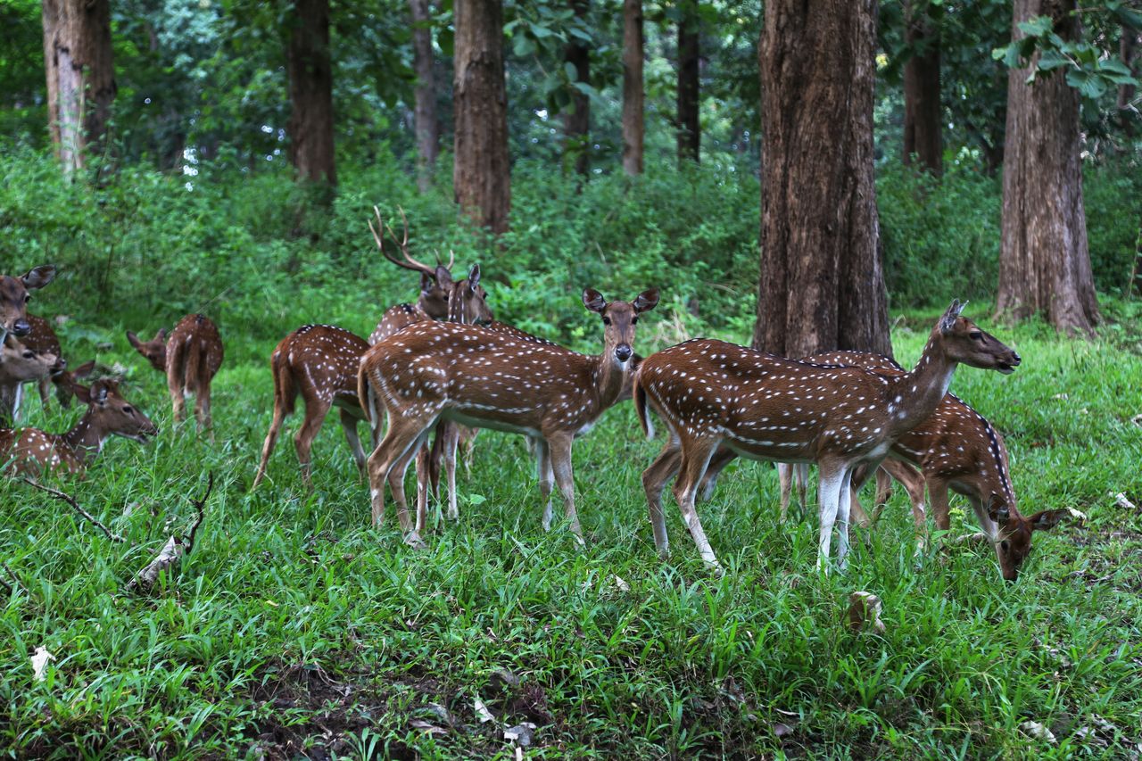 A herd of chital in Parambikulam National Park