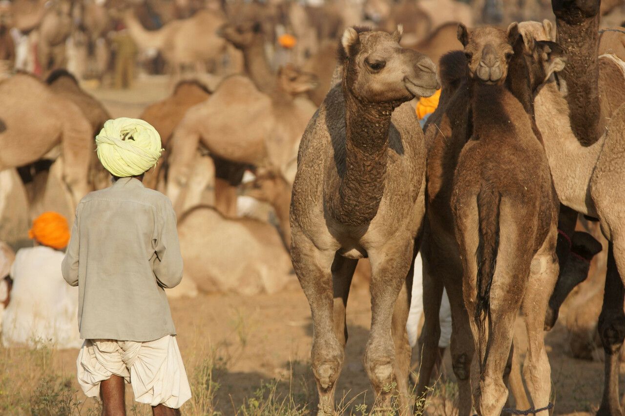 Camel herder stands with his camels at the Pushkar Fair. Rajasthan, India - Photo by JeremyRichards