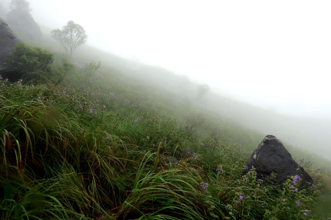 Valley view with green meadows in Coorg - Image by Ramesh R Nair