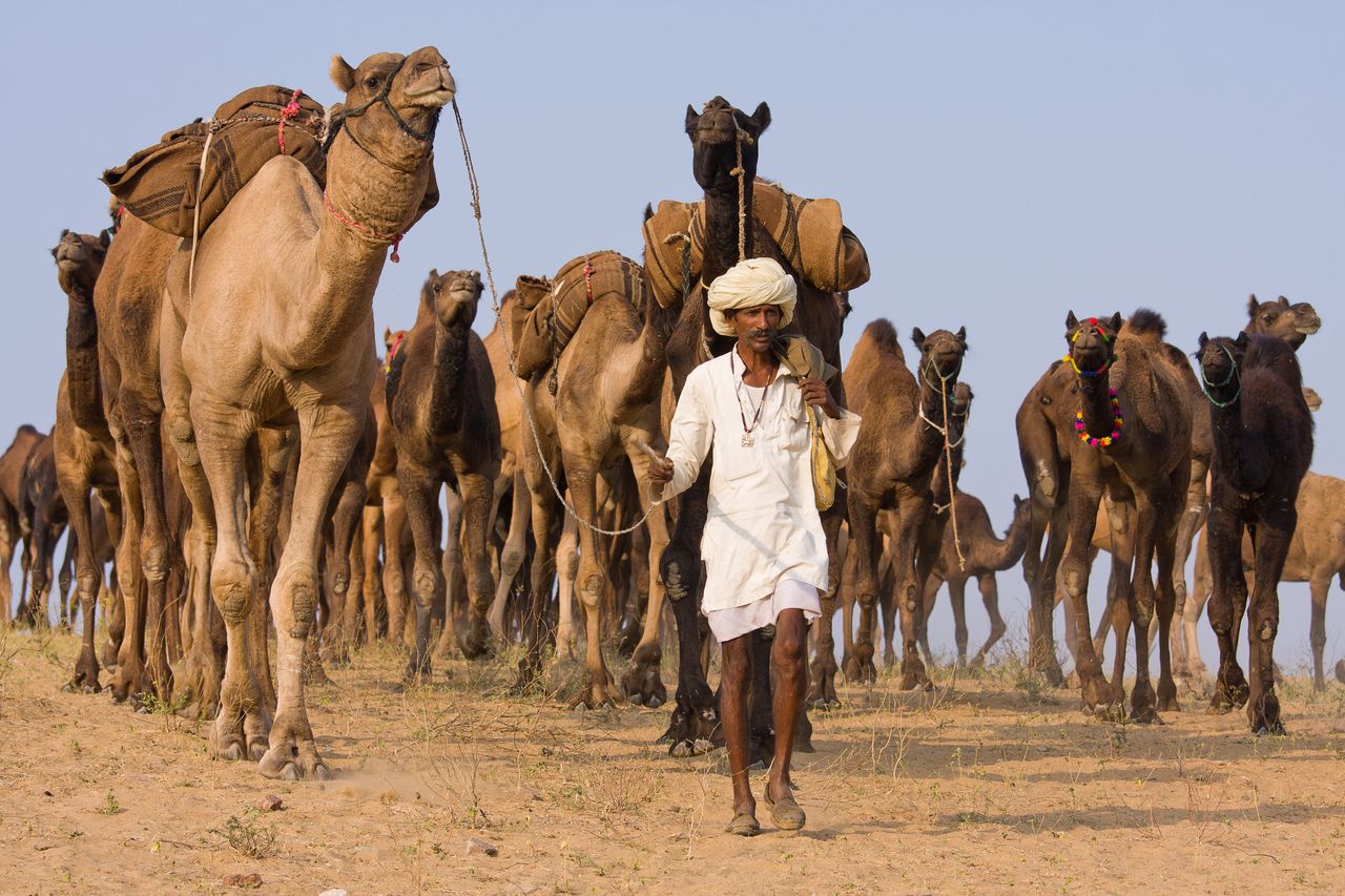 camel herds pushkar camel fair rajasthan