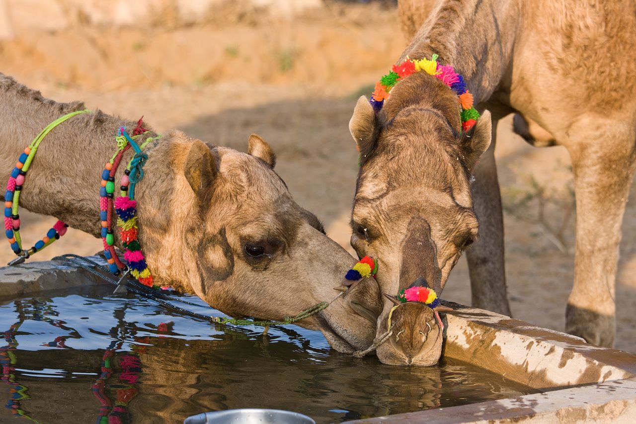 camel satisfying their thirst in pushkar