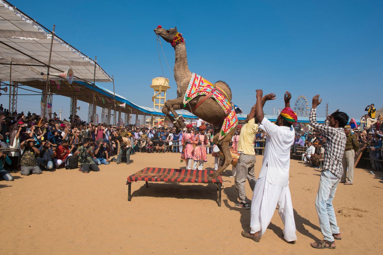 dancing camel pushkar fair