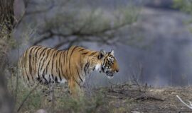 Discover India’s Top Tiger Reserves