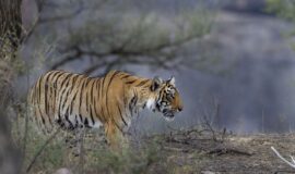 TOUR INDIA’S TOP TIGER RESERVES: VISIT KANHA, PANNA, BANDHAVGARH AND PENCH