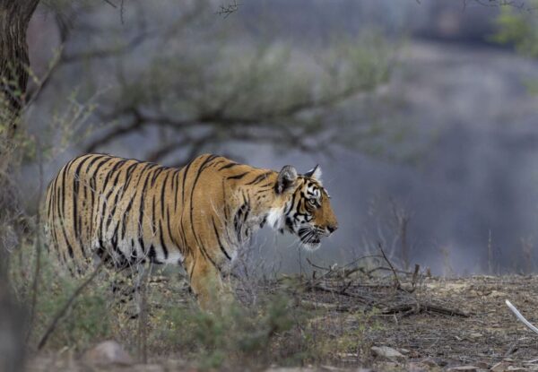 tiger tour india