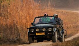 On The Footsteps of Tiger-The India Wildlife Tour (15 days)