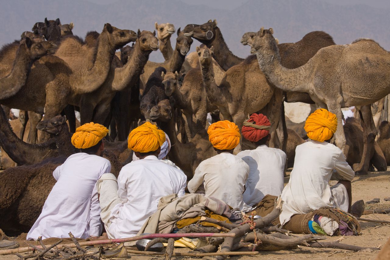 pushkar camel fair largest in the world