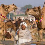 rika holdig his camels iduring pushkar camel fair