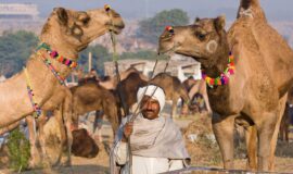 The Pushkar Fair Travel Guide – Pushkar Camel Fair Dates