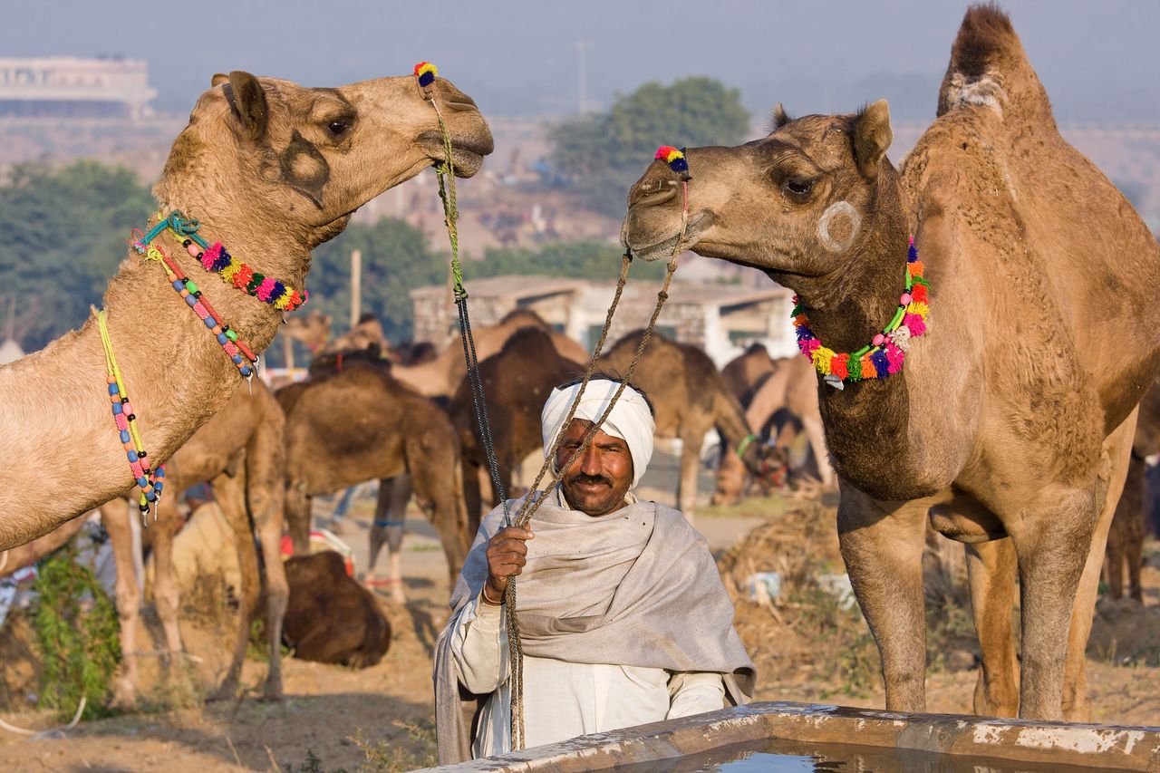 rika holdig his camels iduring pushkar camel fair