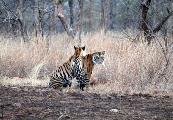 tours of north india