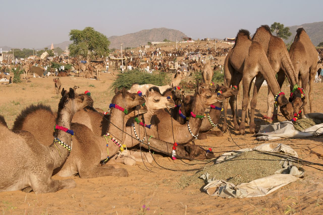 young camels for sale in pushkar camel fair