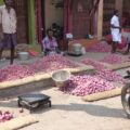 Onions galore