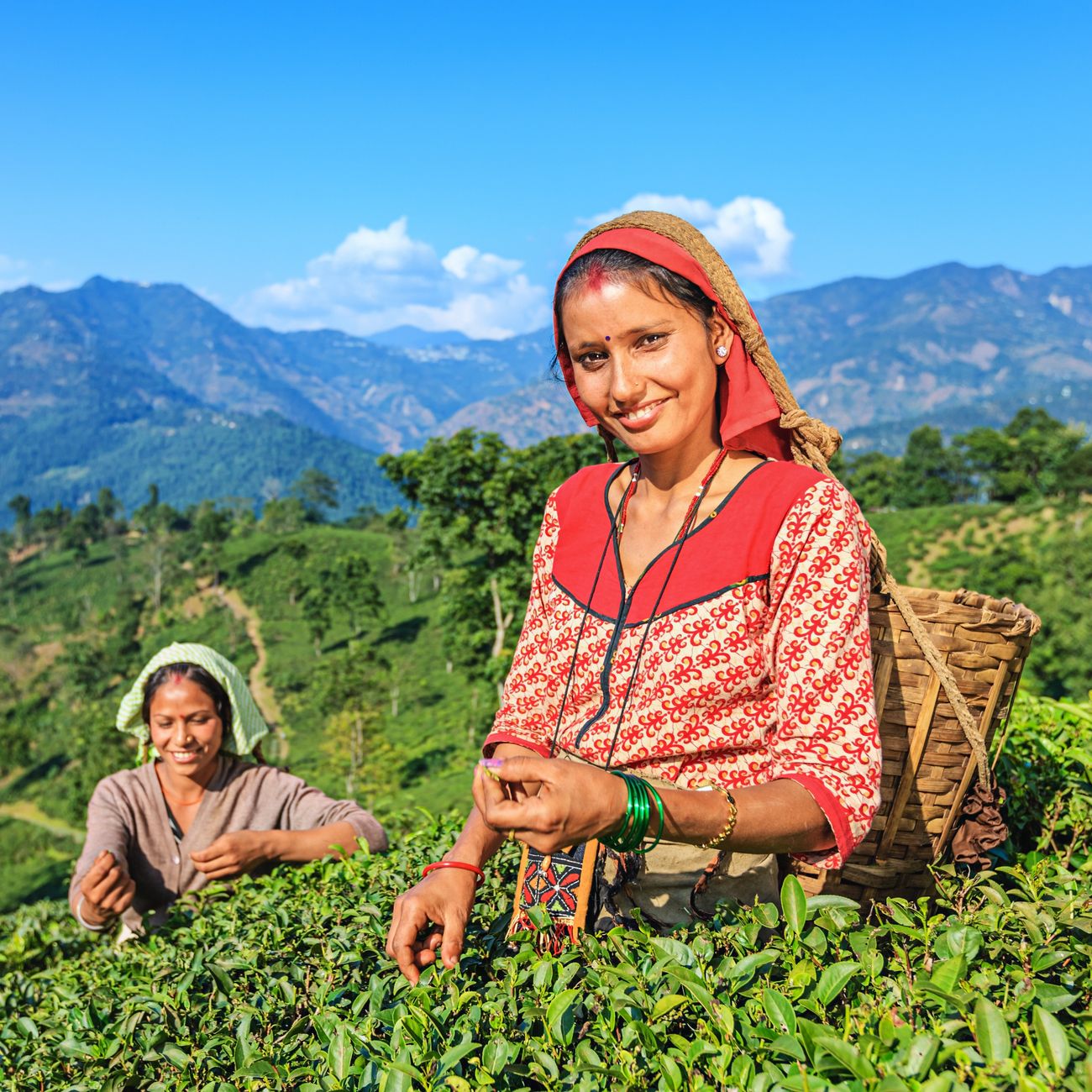 tea pluckers in darjeeling assam india