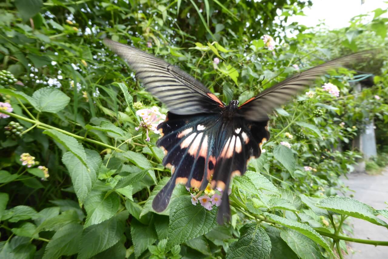 A Butterfly in Flight