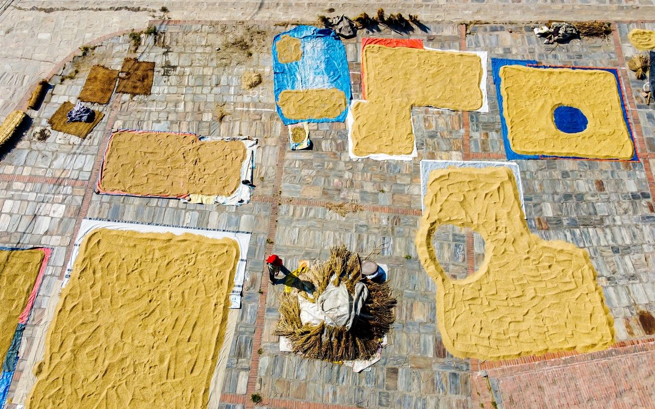 Farmer preparing paddy dry on sunshine kathmandu