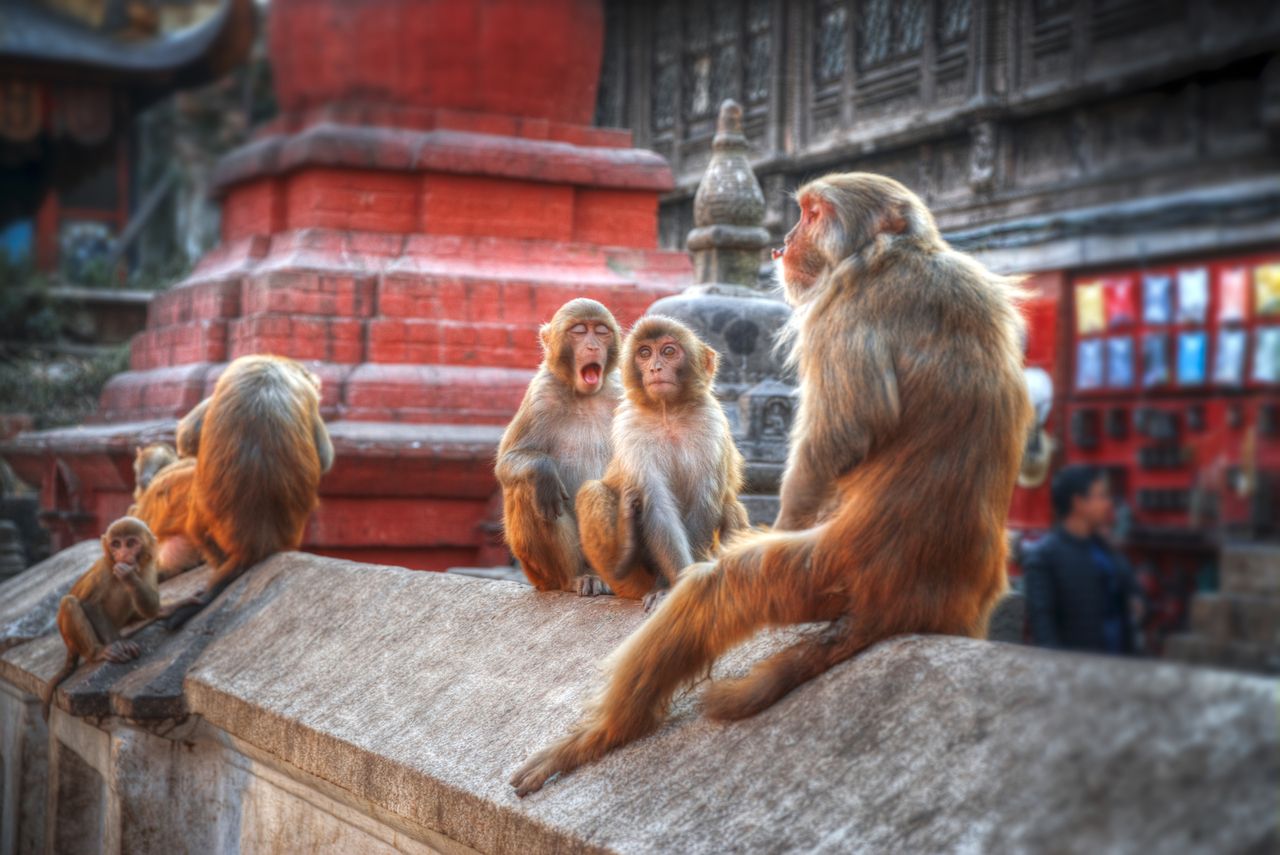 Monkeys in Pashupatinath Temple, Kathmandu