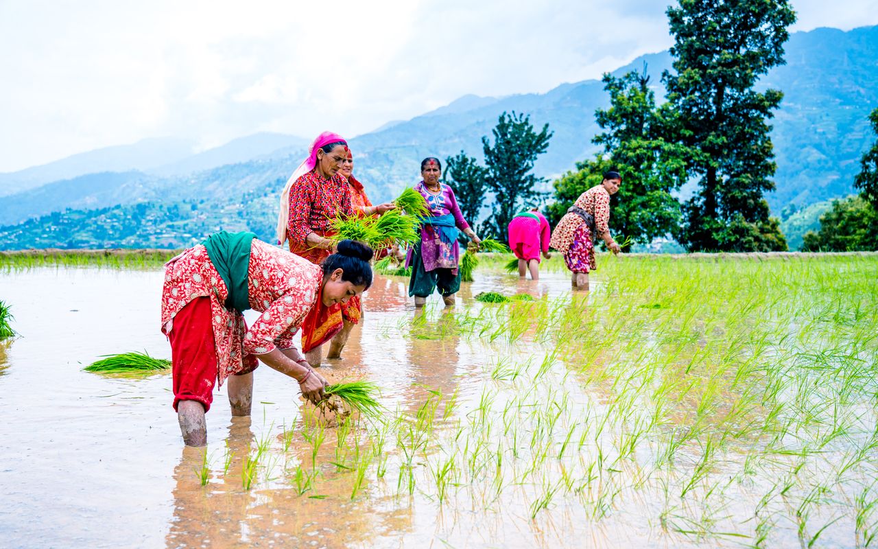 Womens are planting paddy seeds outskirts of Kathmandu