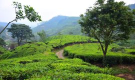 tea plantations munnar